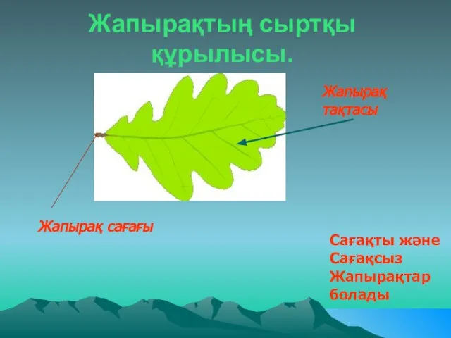 Жапырақтың сыртқы құрылысы. Жапырақ тақтасы Жапырақ сағағы Сағақты және Сағақсыз Жапырақтар болады