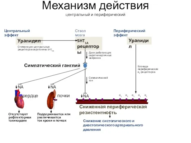 Механизм действия центральный и периферический Центральный эффект Периферический эффект Урапидил Снижение систолического