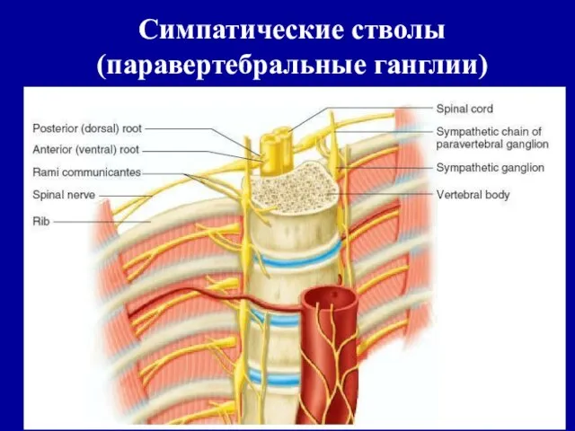 Симпатические стволы (паравертебральные ганглии)