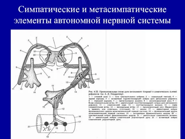 Симпатические и метасимпатические элементы автономной нервной системы