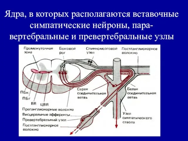 Ядра, в которых располагаются вставочные симпатические нейроны, пара-вертебральные и превертебральные узлы