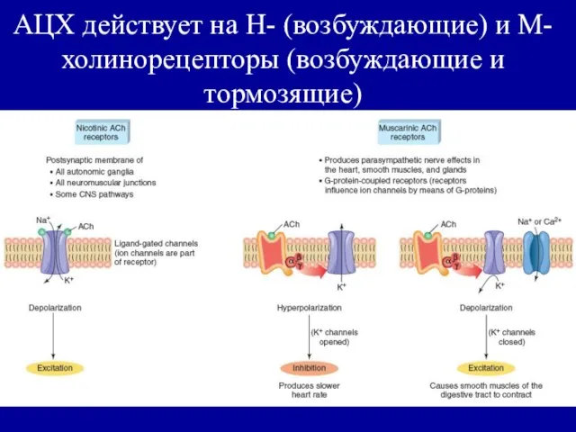 АЦХ действует на Н- (возбуждающие) и М-холинорецепторы (возбуждающие и тормозящие)