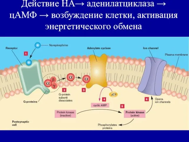 Действие НА→ аденилатциклаза → цАМФ → возбуждение клетки, активация энергетического обмена