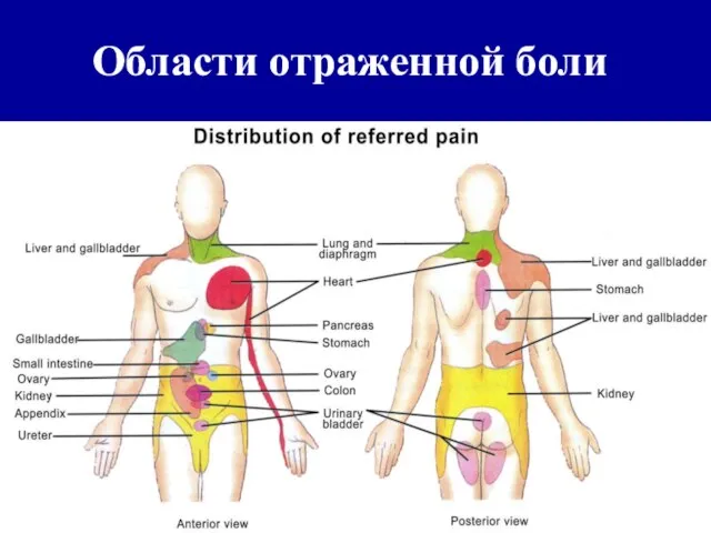 Области отраженной боли