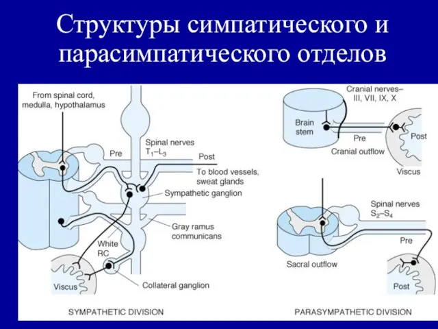 Структуры симпатического и парасимпатического отделов