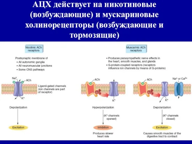АЦХ действует на никотиновые (возбуждающие) и мускариновые холинорецепторы (возбуждающие и тормозящие)