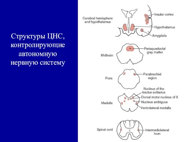 Структуры ЦНС, контролирующие автономную нервную систему