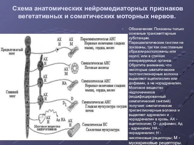 Схема анатомических нейромедиаторных признаков вегетативных и соматических моторных нервов. Обозначения: Показаны только