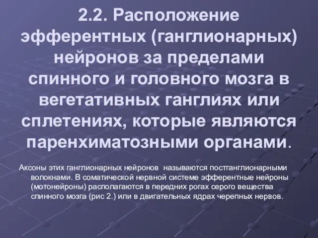 2.2. Расположение эфферентных (ганглионарных) нейронов за пределами спинного и головного мозга в