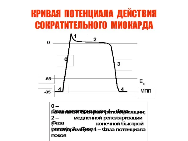 КРИВАЯ ПОТЕНЦИАЛА ДЕЙСТВИЯ СОКРАТИТЕЛЬНОГО МИОКАРДА Ек