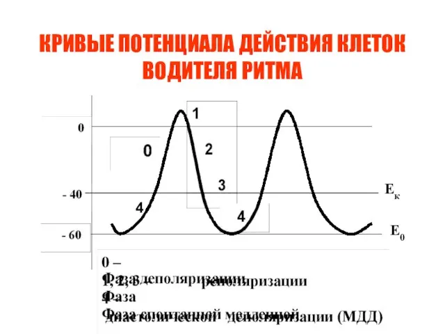 КРИВЫЕ ПОТЕНЦИАЛА ДЕЙСТВИЯ КЛЕТОК ВОДИТЕЛЯ РИТМА 4 Е0 Ек