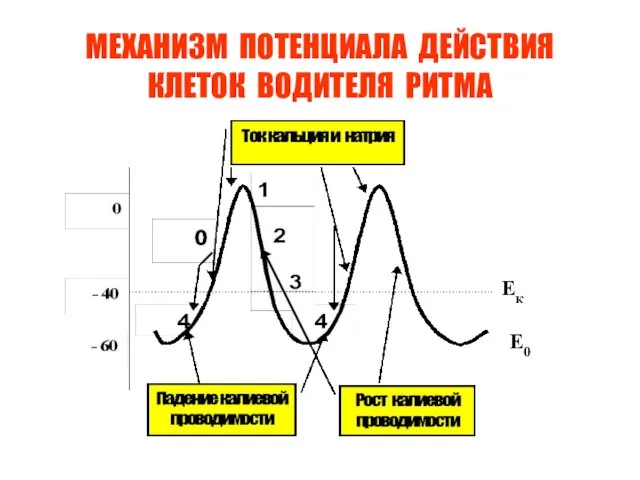 МЕХАНИЗМ ПОТЕНЦИАЛА ДЕЙСТВИЯ КЛЕТОК ВОДИТЕЛЯ РИТМА Е0 Ек