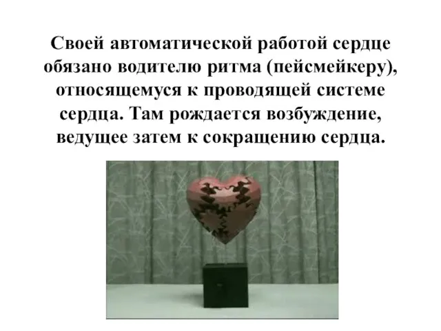 Своей автоматической работой сердце обязано водителю ритма (пейсмейкеру), относящемуся к проводящей системе