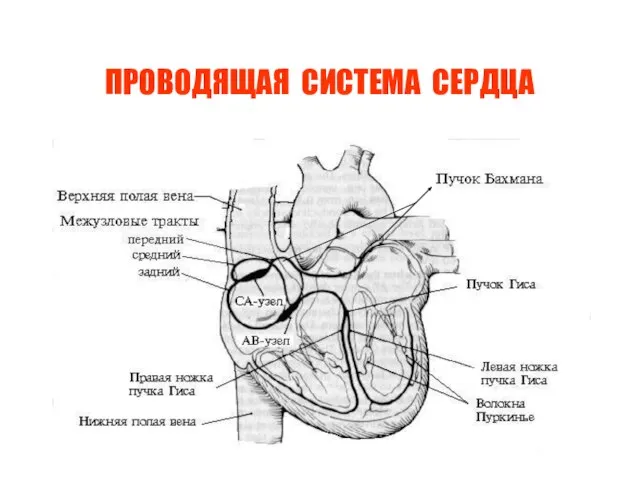 ПРОВОДЯЩАЯ СИСТЕМА СЕРДЦА