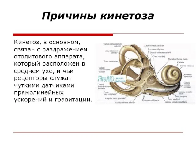 Причины кинетоза Кинетоз, в основном, связан с раздражением отолитового аппарата, который расположен