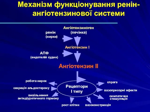 Механізм функціонування ренін-ангіотензинової системи Ангіотензиноген (печінка) Ангіотензин I Ангіотензин II Рецептори I