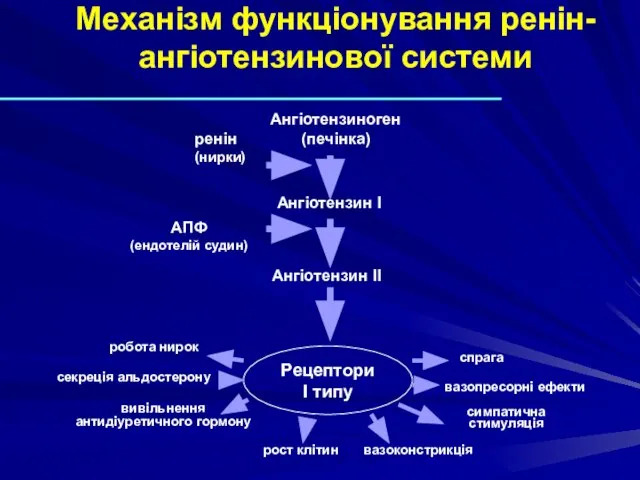 Механізм функціонування ренін-ангіотензинової системи Ангіотензиноген (печінка) Ангіотензин I Ангіотензин II Рецептори I