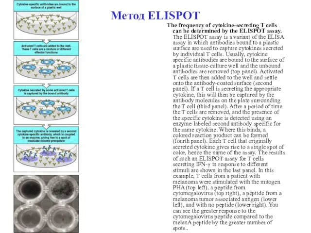 Метод ELISPOT The frequency of cytokine-secreting T cells can be determined by