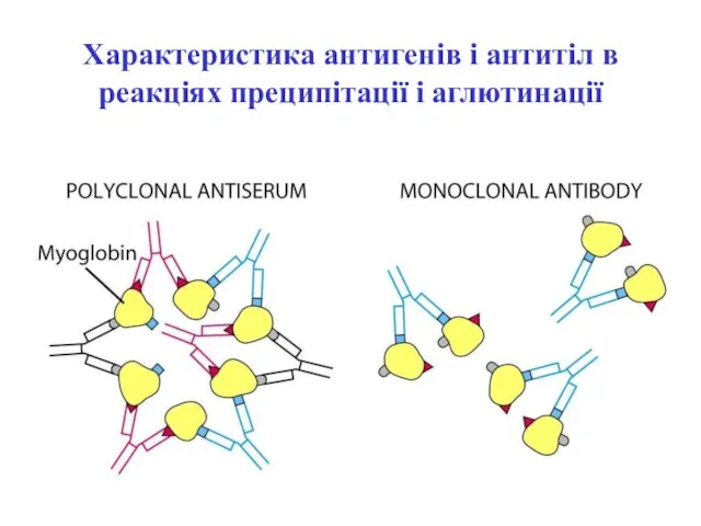 Характеристика антигенів і антитіл в реакціях преципітації і аглютинації