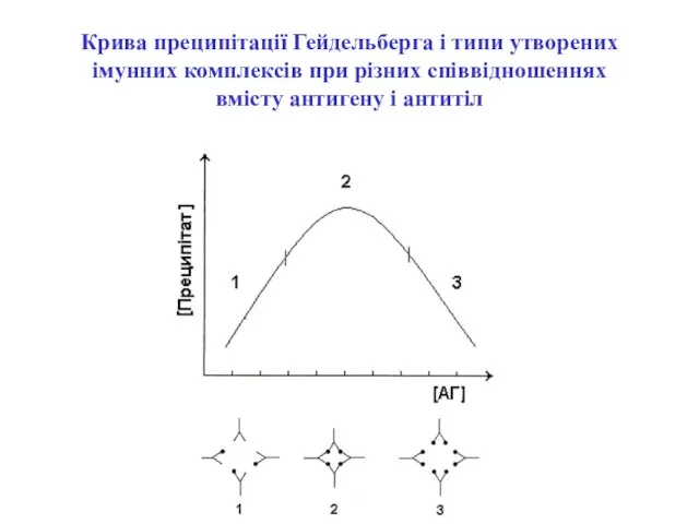 Крива преципітації Гейдельберга і типи утворених імунних комплексів при різних співвідношеннях вмісту антигену і антитіл