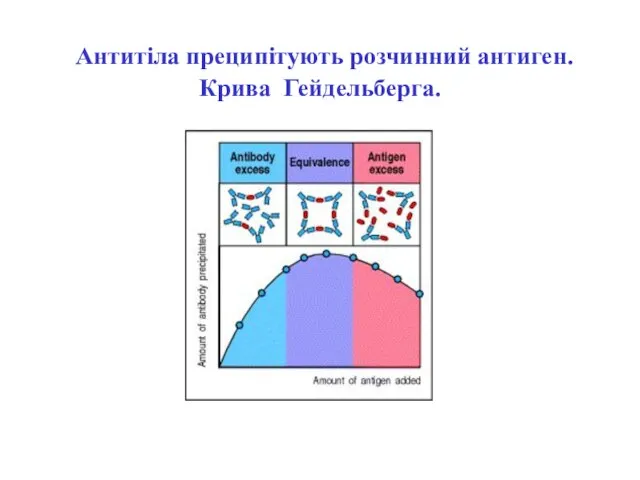 Антитіла преципітують розчинний антиген. Крива Гейдельберга.