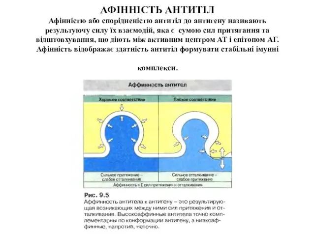 АФІННІСТЬ АНТИТІЛ Афінністю або спорідненістю антитіл до антигену називають результуючу силу їх