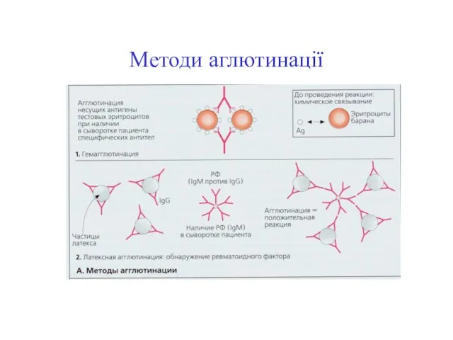 Методи аглютинації