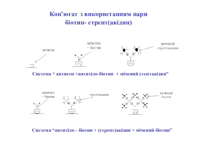 Кон’югат з використанням пари біотин- стрепт(авідин) Система “антитіло - біотин + (стрепт)авідин