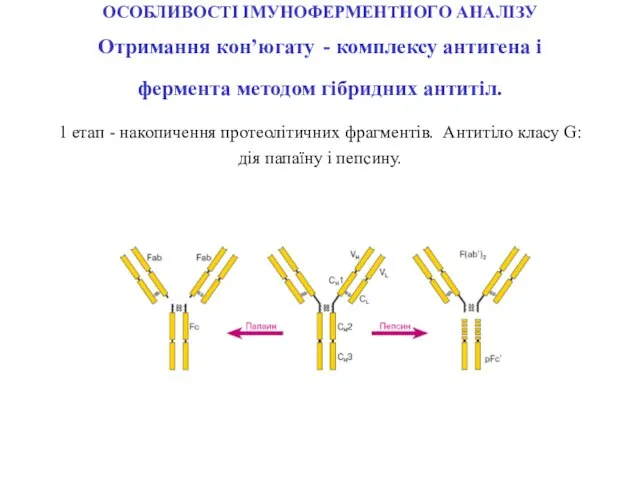 ОСОБЛИВОСТІ ІМУНОФЕРМЕНТНОГО АНАЛІЗУ Отримання кон’югату - комплексу антигена і фермента методом гібридних