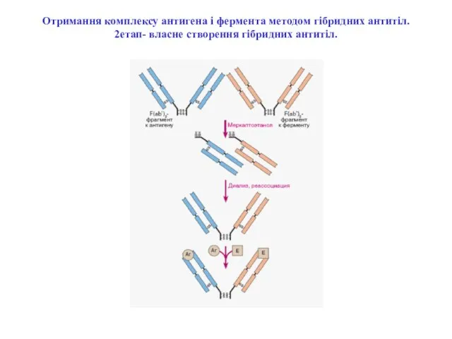 Отримання комплексу антигена і фермента методом гібридних антитіл. 2етап- власне створення гібридних антитіл.