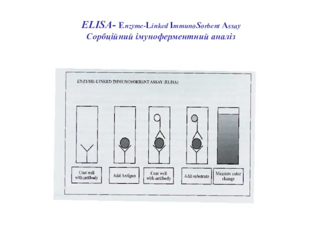ELISА- Enzyme-Linked ImmunoSorbent Assay Сорбційний імуноферментний аналіз