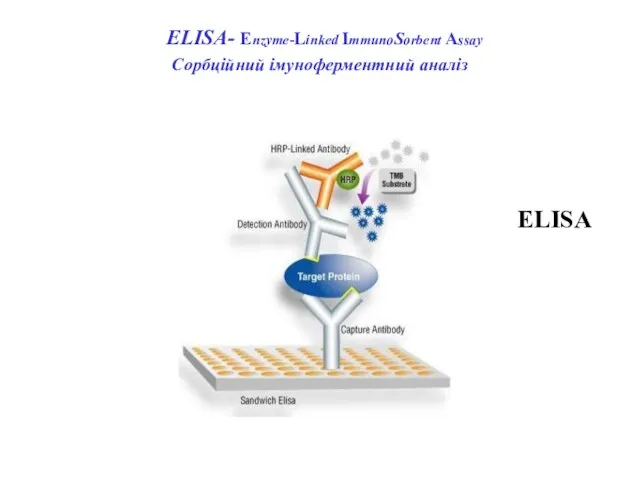 ELISА- Enzyme-Linked ImmunoSorbent Assay Сорбційний імуноферментний аналіз ELISA