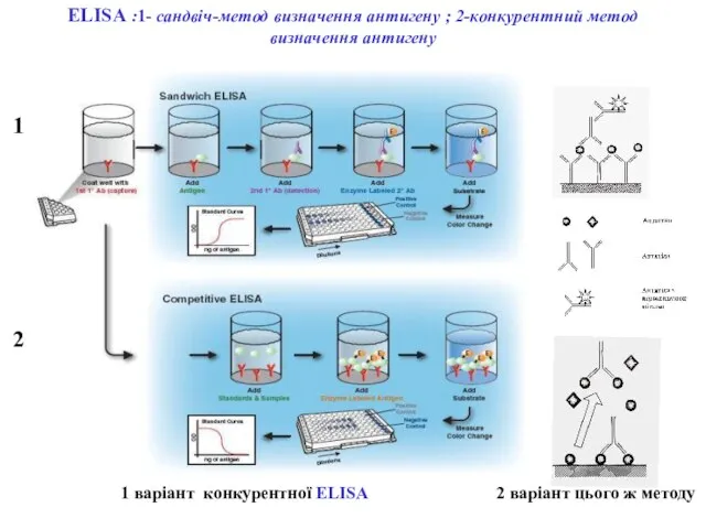 ELISA :1- сандвіч-метод визначення антигену ; 2-конкурентний метод визначення антигену 1 варіант