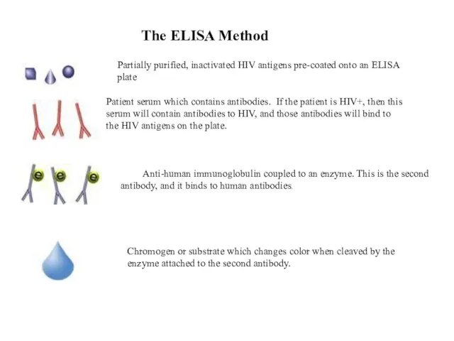 The ELISA Method Partially purified, inactivated HIV antigens pre-coated onto an ELISA