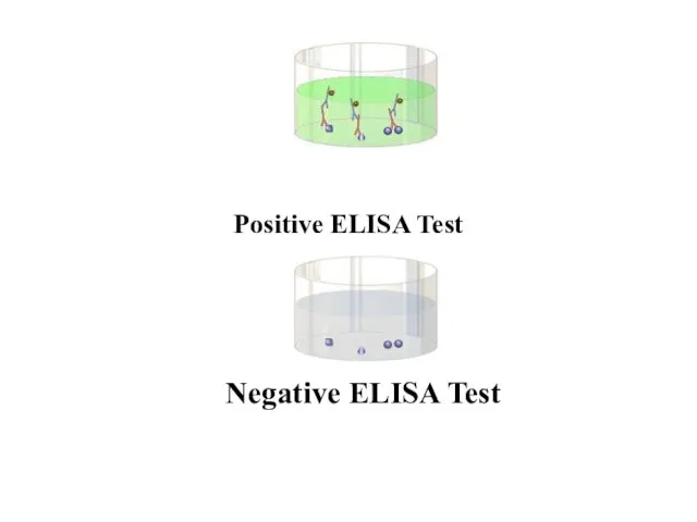 Positive ELISA Test Negative ELISA Test