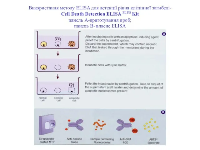 Використання методу ELISA для детекції рівня клітинної загибелі- Сell Death Detection ELISA