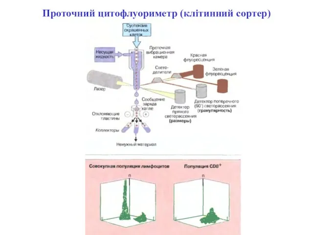 Проточний цитофлуориметр (клітинний сортер)