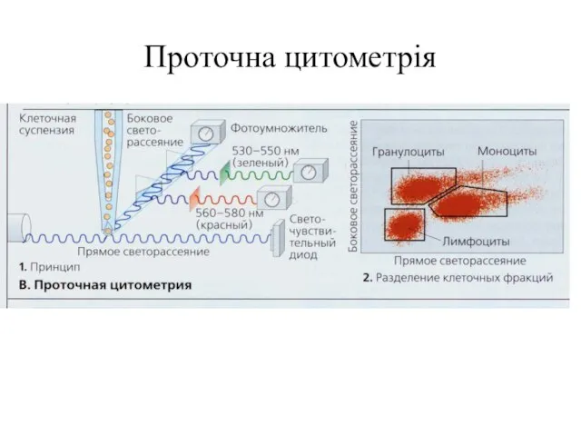 Проточна цитометрія