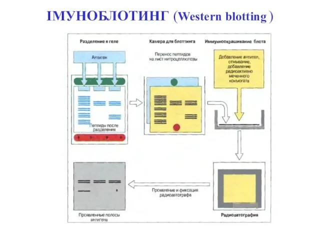 ІМУНОБЛОТИНГ (Western blotting )