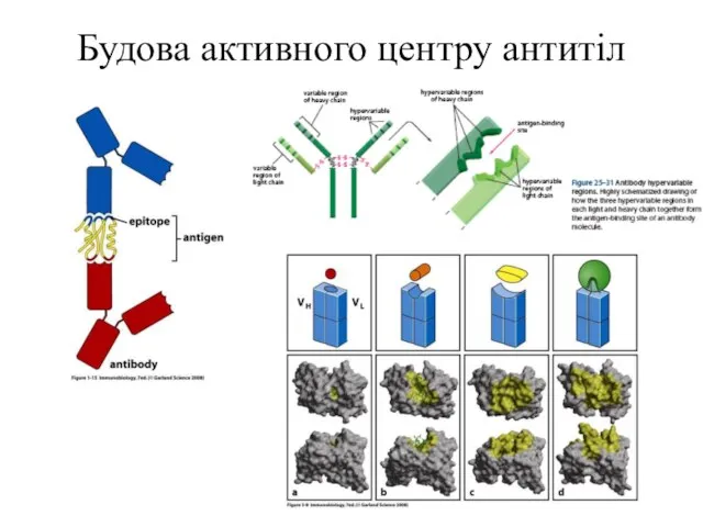 Будова активного центру антитіл