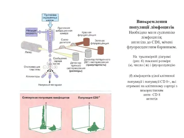 Виокремлення популяції лімфоцитів Необхідно мати суспензію лімфоцитів; антитіла до CD8, мічені флуоресцентним