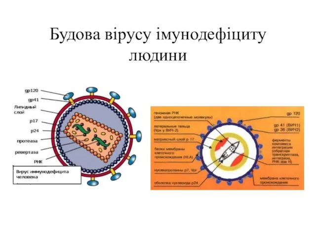 Будова вірусу імунодефіциту людини