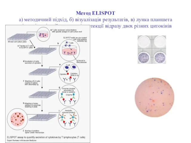 Метод ELISPOT а) методичний підхід, б) візуалізація результатів, в) лунка планшета після