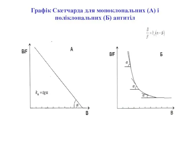 Графік Скетчарда для моноклональних (А) і поліклональних (Б) антитіл