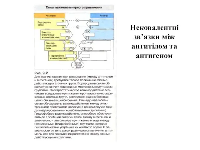 Нековалентні зв’язки між антитілом та антигеном