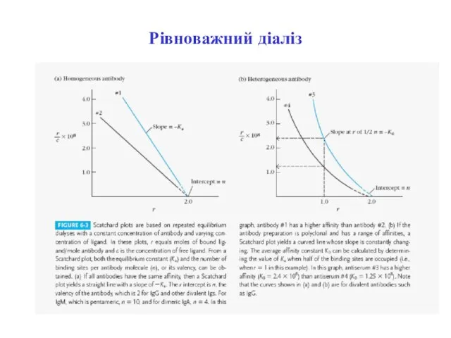 Рівноважний діаліз