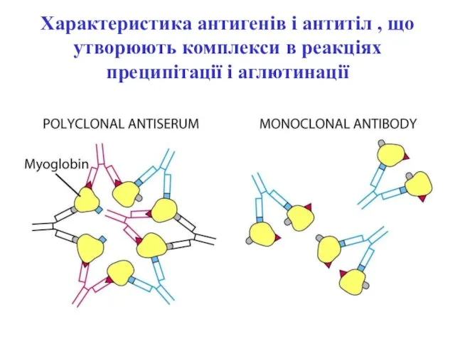 Характеристика антигенів і антитіл , що утворюють комплекси в реакціях преципітації і аглютинації