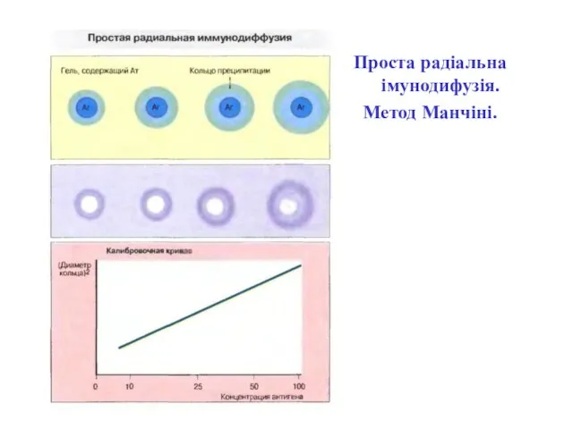 Проста радіальна імунодифузія. Метод Манчіні.