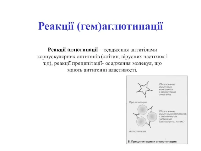 Реакції (гем)аглютинації Реакції аглютинації – осадження антитілами корпускулярних антигенів (клітин, вірусних часточок