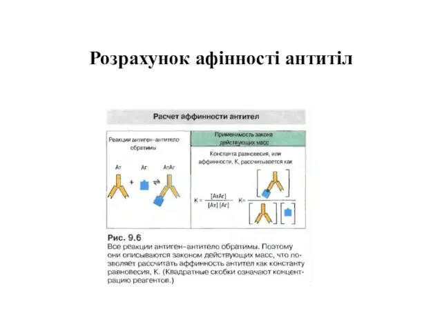 Розрахунок афінності антитіл